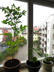 Anzucht-Update Tomate Chili Paprika