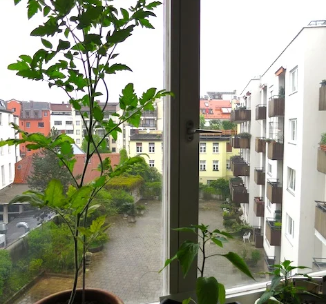 Tomate Chili Paprika