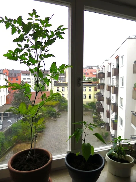 Tomate Chili Paprika