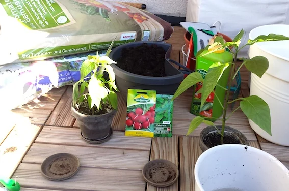 Anzucht auf dem Balkon