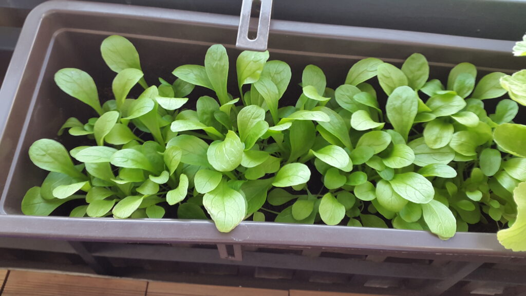 Feldsalat im Blumenkasten aussäen: so klappt es auf dem Balkon