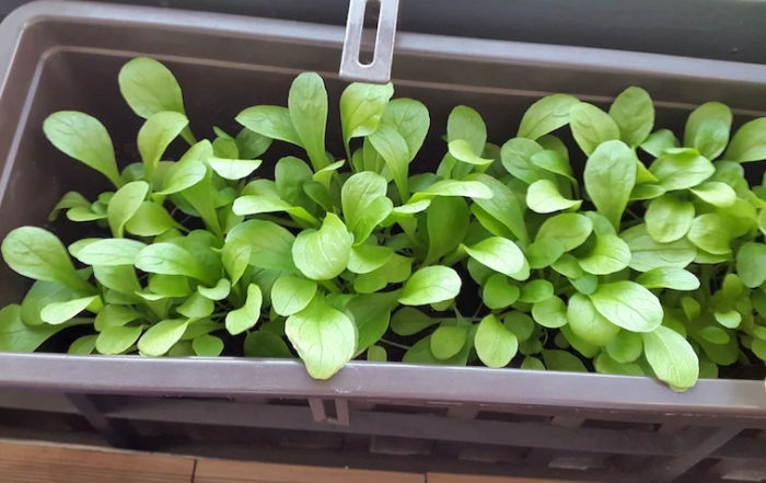 Feldsalat auf dem Balkon