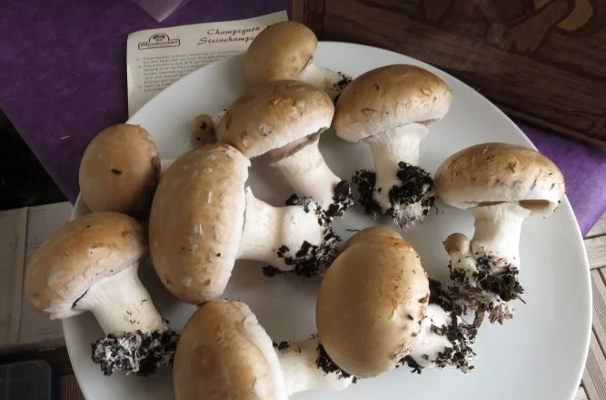 Pilze aus dem Pilzzuchtset ernten