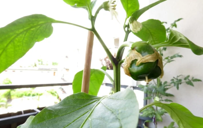 Paprika auf dem Balkon