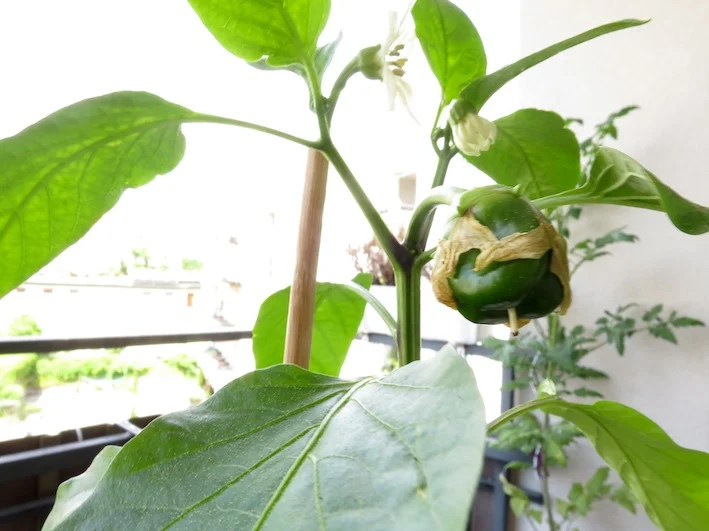 Paprika auf dem Balkon