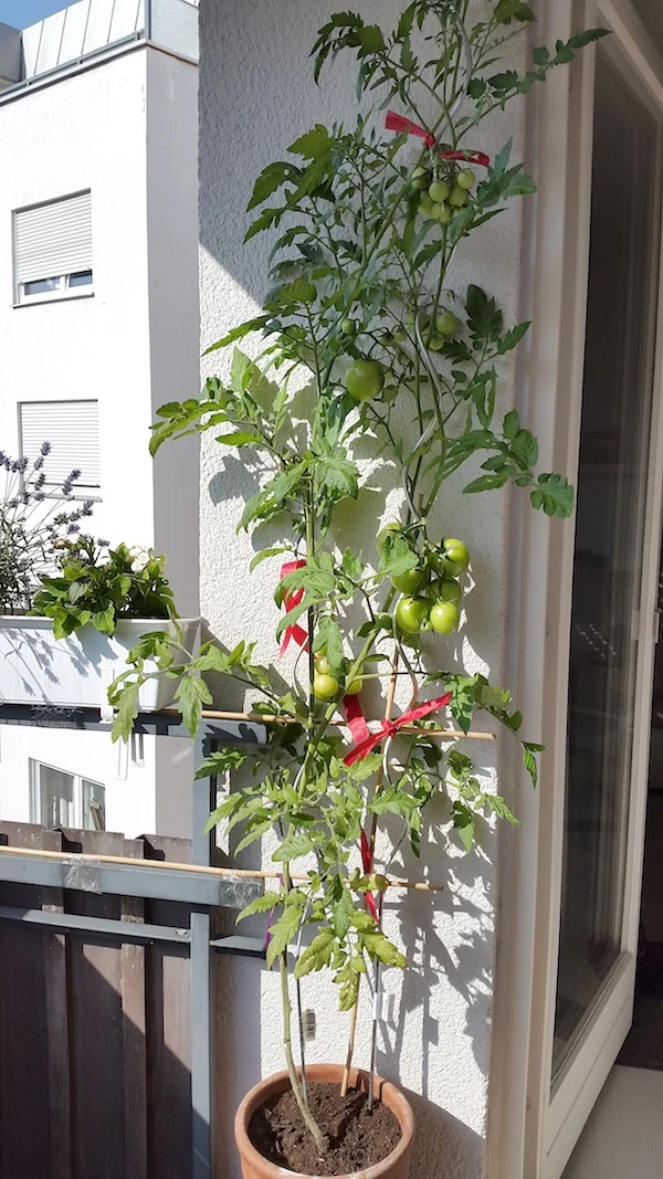Tomatenbalkon
