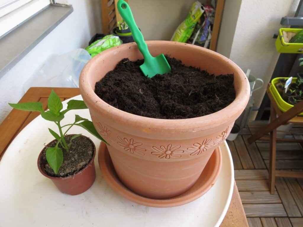 Paprika umpflanzen