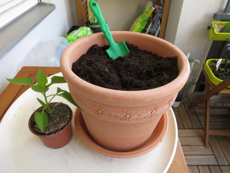 Paprika umpflanzen