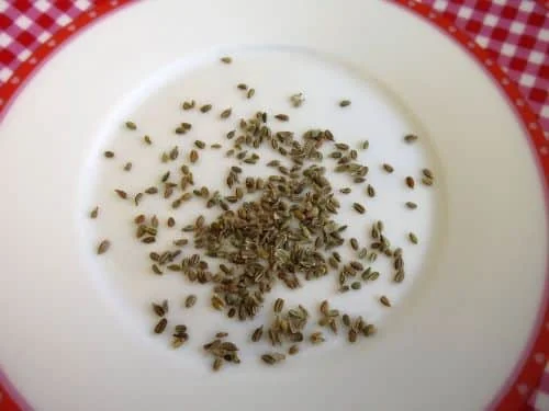 Samen Möhren Gonsenheimer Treib