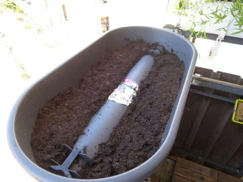 Möhren im Blumenkasten