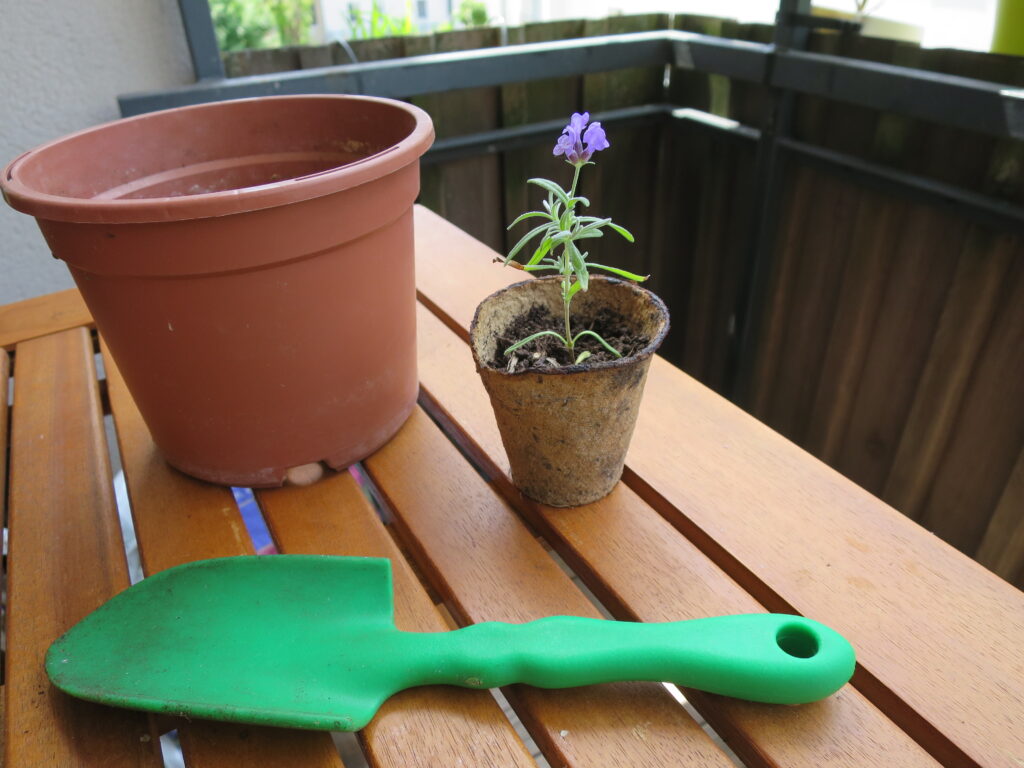 Lavendel vermehren