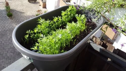 Möhren vereinzeln_1_k Möhren vereinzeln