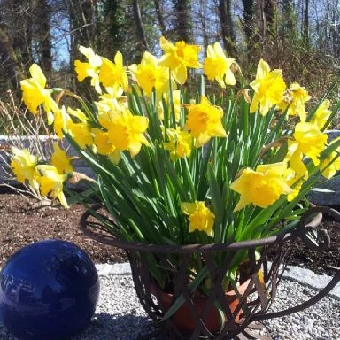 Narzissen im Frühling