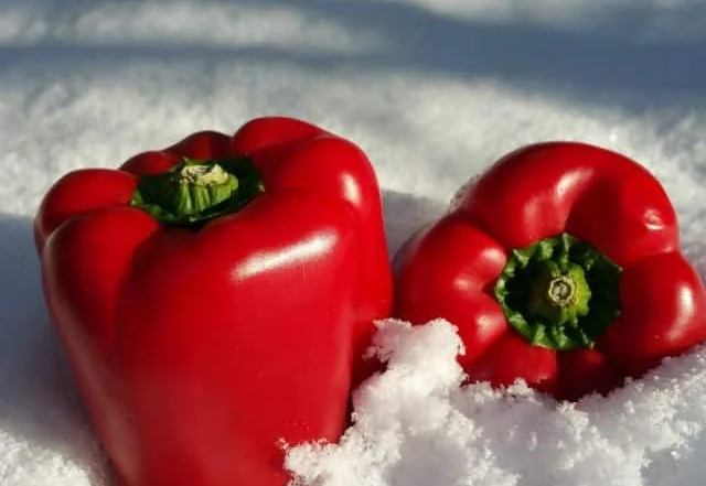 Winterschlaf_Gemüse