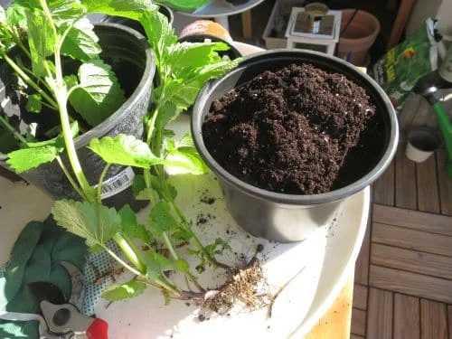 Zitronenmelisse vermehren