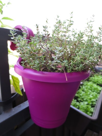 Blumentopf von Elho