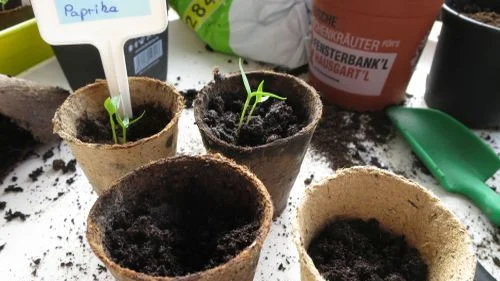 Paprika-Keimlinge pikieren