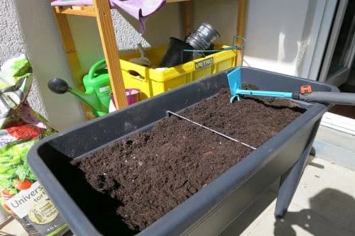 Blattsalat auf dem Balkon anbauen_1