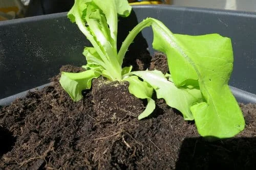 Blattsalat auf dem Balkon anbauen_2