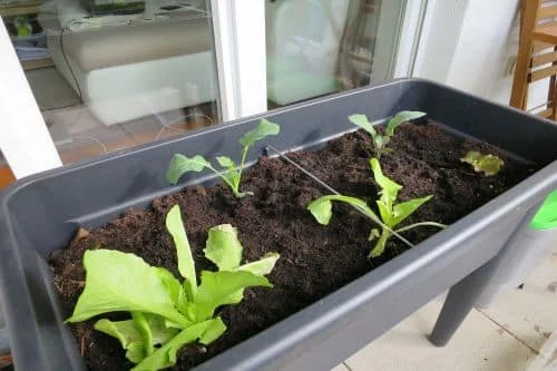 Blattsalat auf dem Balkon anbauen_3