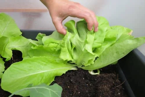 Blattsalat auf dem Balkon anbauen_4