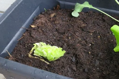 Blattsalat auf dem Balkon anbauen_5