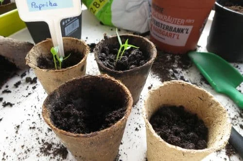 Paprika-Keimlinge pikieren