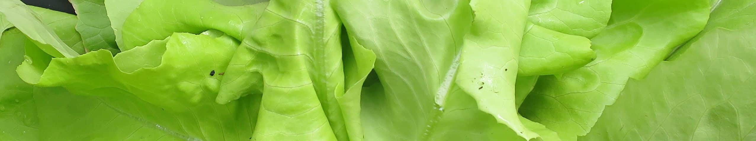 Blattsalat auf dem Balkon anbauen