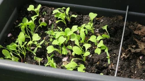 Radieschen im Frühjahrs-Hochbeet anpflanzen