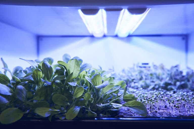 agrilution plantCube