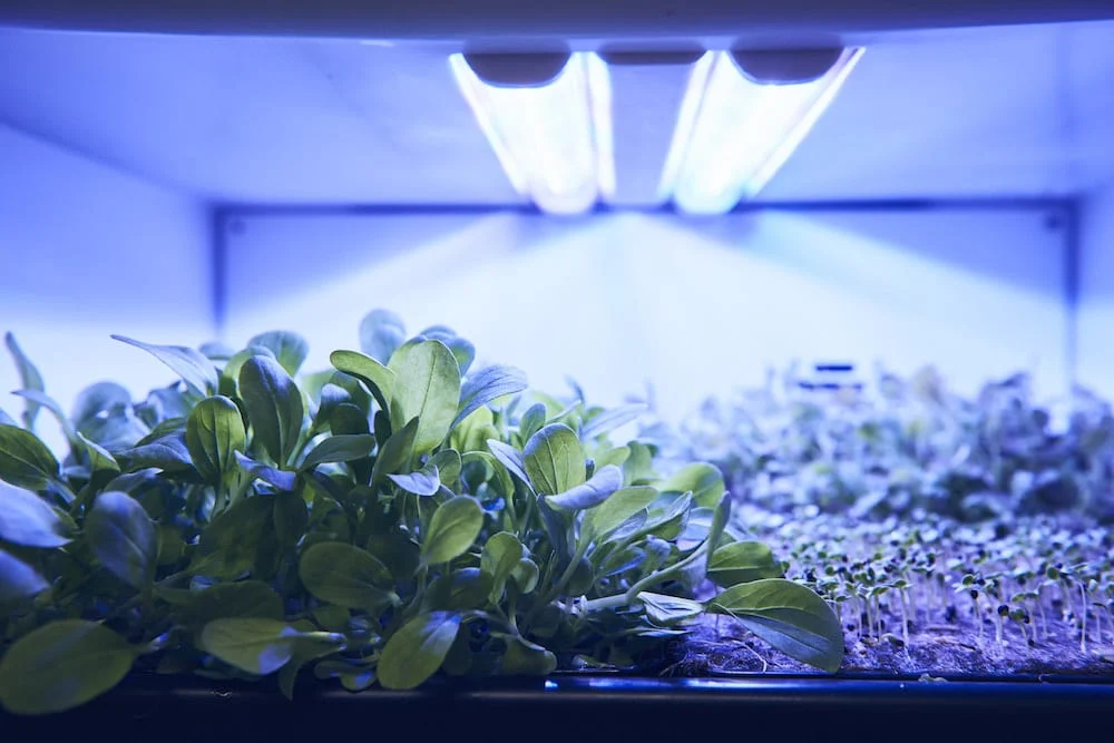 Agrilution, Osram agrilution plantCube