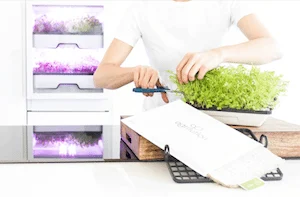 09-Ernte-aus-dem-plantCube-jeden-tag-frisch_k agrilution plantCube