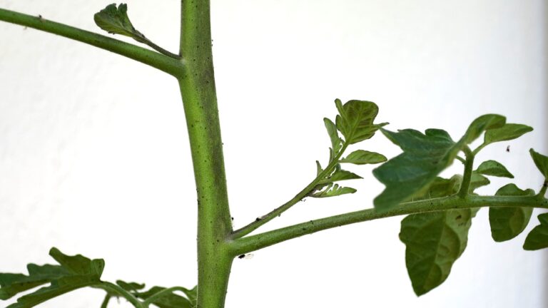 Gemüse auf dem Balkon ausgeizen