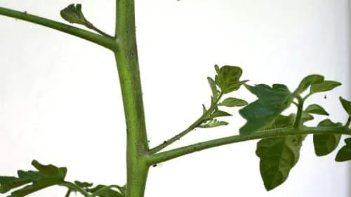 Gemüse auf dem Balkon ausgeizen