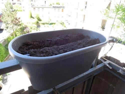 Möhren im Blumenkasten von Elho anbauen