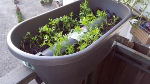 Möhren vereinzeln_2_k Möhren vereinzeln