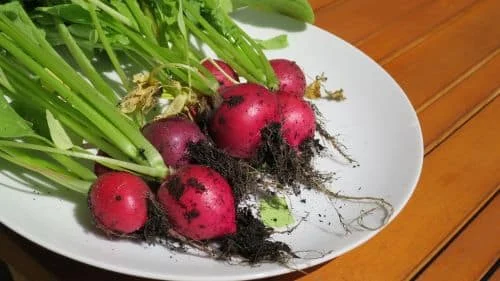 Radieschen_Ernte_16_9_k Radieschen aus dem Frühjahrshochbeet ernten