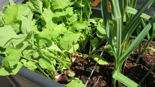 Radieschen_Hochbeet_k Radieschen aus dem Frühjahrshochbeet ernten