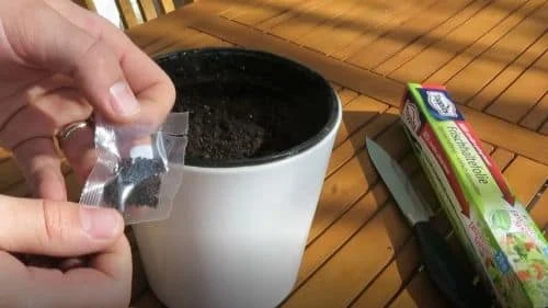 Basilikum aus Samen anziehen