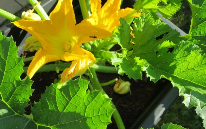 Zucchiniblüten selber von Hand bestäuben