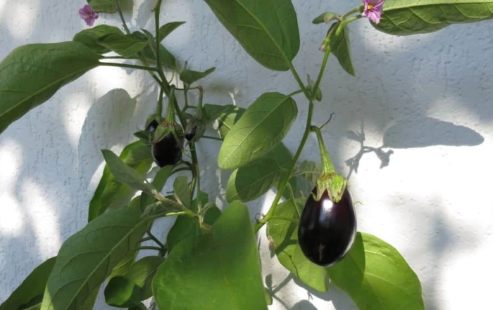 Aubergine auf dem Balkon