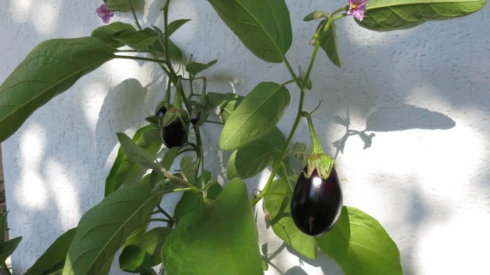 Aubergine auf dem Balkon
