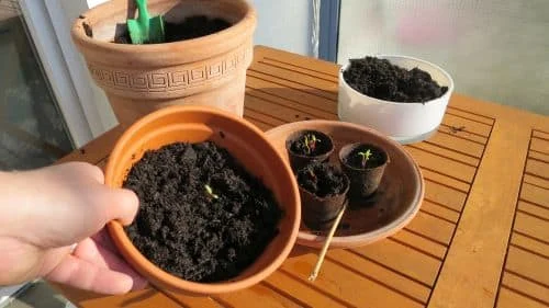 Mangold-Keimlinge umtopfen