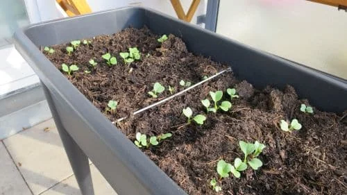 Feldsalat im Balkon-Hochbeet anbauen