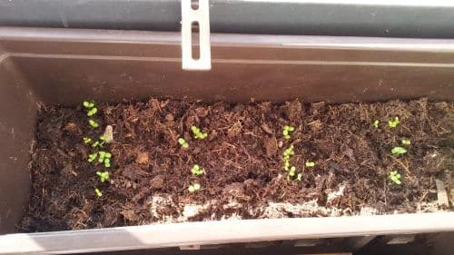 Feldsalat Blumenkasten