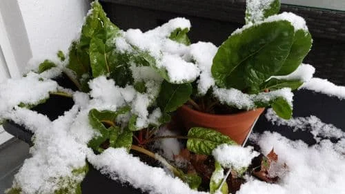 Mangold überwintern_16_9_500 Mangold überwintern