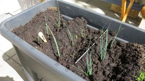 Porree anbauen in Reihen