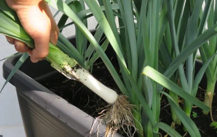 Porree auf dem Balkon anbauen_Title