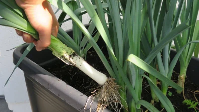 Porree auf dem Balkon anbauen_Title