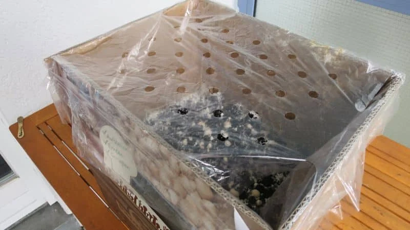 Abdeckfolie Pilzzuchtset